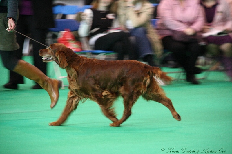 Crufts2011 029.jpg